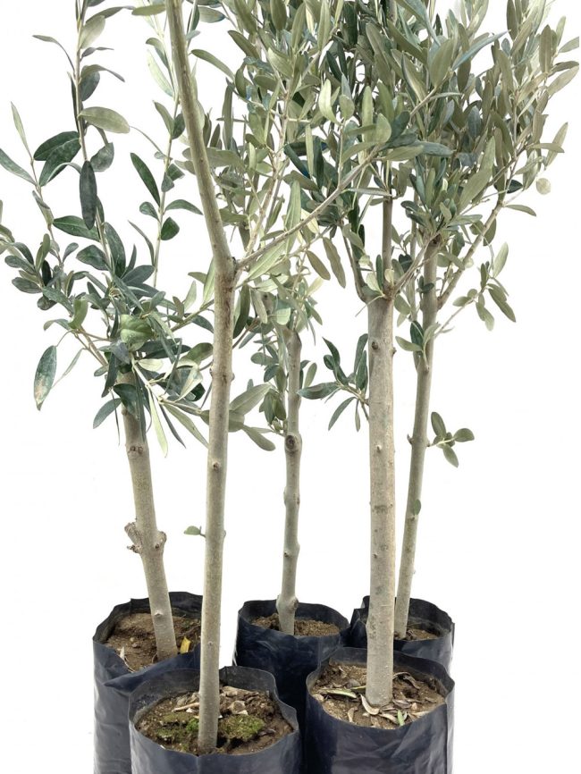 ZEYTIN-FIDANI-GEMLIK-SOFRALIK-ZEYTIN-2-YAS-100-120-cm-5li_2