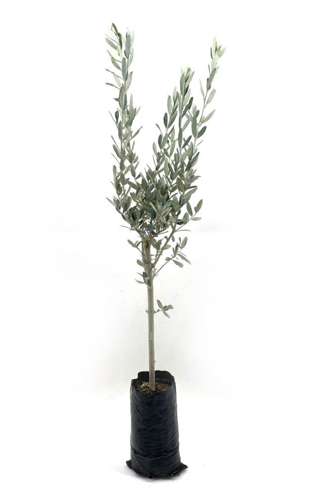 ZEYTIN-FIDANI-GEMLIK-SOFRALIK-ZEYTIN-2-YAS-100-120-cm_1