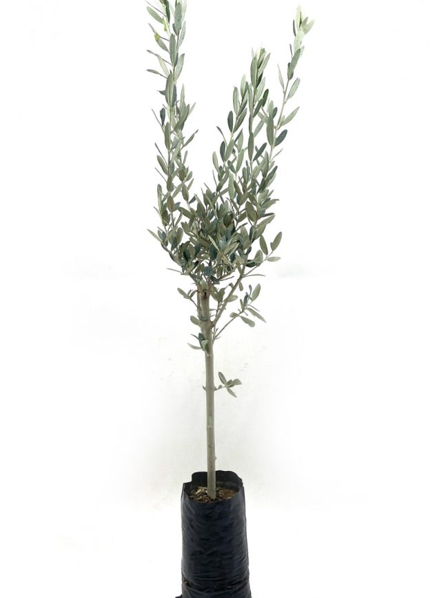 ZEYTIN-FIDANI-GEMLIK-SOFRALIK-ZEYTIN-2-YAS-100-120-cm_1